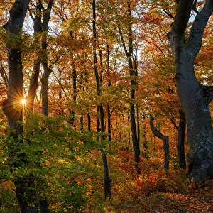 Beech Prints: Autumn in the forest of the Koszeg mountains (Koszegi Hegyseg) near Velem in the nature park Geschriebenstein-Irottko