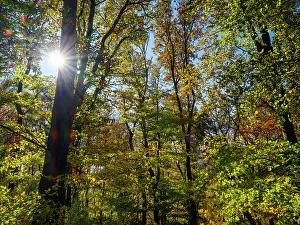 Beech Prints: Autumn in the forest of the Koszeg mountains (Koszegi Hegyseg) near Velem in the nature park Geschriebenstein-Irottko