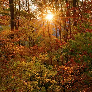 Beech Prints: Autumn in the forest of the Koszeg mountains (Koszegi Hegyseg) near Velem in the naturepark Geschriebenstein