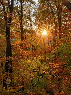 Images Dated 7th October 2022: Autumn in the forest of the Koszeg mountains (Koszegi Hegyseg) near Velem in the naturepark Geschriebenstein