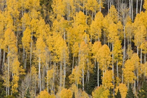 Images Dated 29th September 2016: Autumn gold aspen tree pattern on mountain slope, San Juan Mountains, Colorado