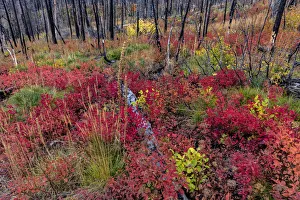 Autumn ground cover in burn area above St. Mary Lake in Glacier National Park, Montana