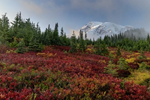 Images Dated 8th October 2023: Autumn huckleberry bushes and Mount Rainier n Mount Rainier National Park