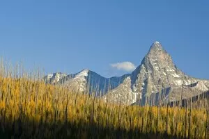 Images Dated 23rd October 2007: Autumn larch trees frame Mount St Nicholas in Glacier National Park in Montana