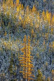 Tamarack Prints: Autumn larch trees with pine forest full of recent snow in Glacier National Park, Montana
