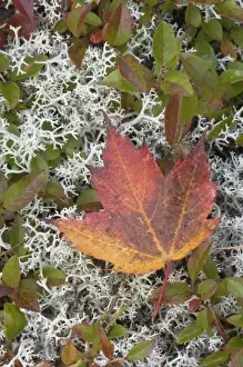 National Land Prints: Autumn Leaf, Eagle Lake carriage road north of road 233, Acadia National Park, Maine, USA