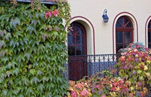 Bacharach Prints: Autumn leaves in Bacharach, Germany