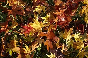 Australia Prints: Autumn leaves, Botanic Gardens, Dunedin, Otago, South Island, New Zealand