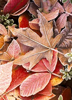 Prints of Autumn leaves on the ground, covered in frost Images Dated 2018 June: Autumn leaves on the ground, covered in frost