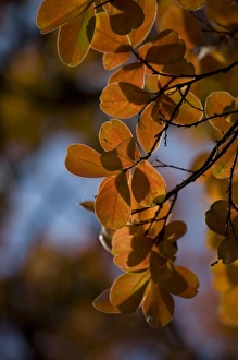 Yunnan Prints: Autumn leaves, Lijiang. H