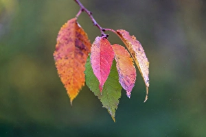 Images Dated 19th January 2024: Autumn leaves, Oldham County, Kentucky