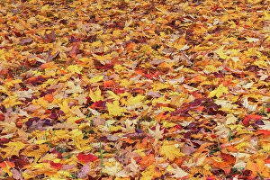 Images Dated 19th January 2024: Autumn leaves, Oldham County, Kentucky