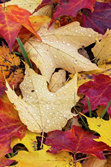 Images Dated 19th January 2024: Autumn leaves, Oldham County, Kentucky