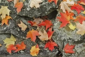 Autumn leaves on stone wall, Minute Man National Historical Park, Massachusetts