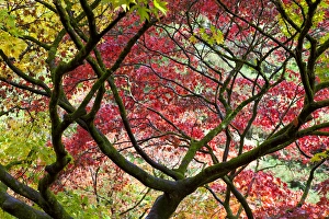 Westonbirt Arboretum Prints: Autumn leaves, Westonbirt Arboretum, Gloucestershire, England, UK