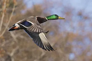 Drake Prints: Autumn Mallard