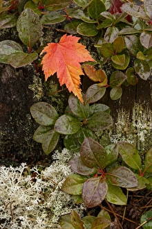 Blueberry Prints: Autumn Maple leaf on blueberry foliage, Pictured Rocks National Lakeshore, Upper