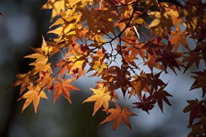 Images Dated 5th December 2010: Autumn maples on grounds of Hiroshima Castle, Hiroshima, Japan