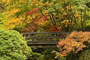 Strolling Garden Prints: autumn, Moon Bridge, Portland Japanese Garden, Portland, Oregon, USA