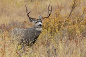 Buck Prints: Autumn mule deer buck