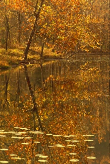 Images Dated 12th October 2006: autumn pond water lillies reflection