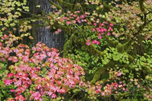 Moss Prints: Autumn rainforest, vine maple leaves
