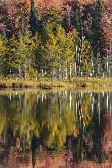 Images Dated 29th July 2020: Autumn reflection on shoreline, Council Lake, Upper Peninsula of Michigan