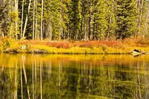 Grasses Prints: Autumn Reflections; Alturus Lake Inlet; Sawtooth Natiuonal Forest; Idaho; USA