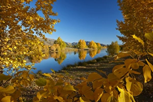 Images Dated 11th October 2017: Autumn reflections in Kellands Pond, near Twizel, Mackenzie District, South Canterbury