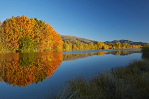 Images Dated 11th October 2017: Autumn reflections in Kellands Pond, near Twizel, Mackenzie District, South Canterbury