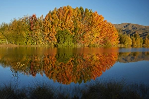 New Zealand Prints: Autumn reflections in Kellands Pond, near Twizel, Mackenzie District, South Canterbury