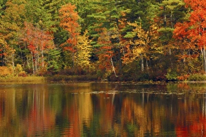 Acer Rubrum Prints: Autumn Reflections, Trickey Pond, Naples, Maine, USA