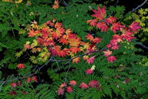 Fern Prints: Autumn Rocky Mountain Maples and Ferns in Mount Rainier National Park
