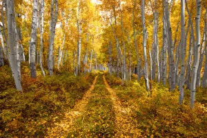 Steve Mohlenkamp Prints: Autumn in the Rocky Mountains of Colorado, as Aspen trees turn bright yellow gold