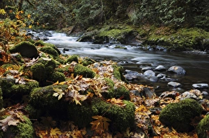 Falling Prints: Autumn on the Salmon River, Welches, Oregon, USA