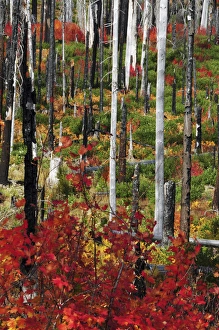 Images Dated 16th October 2010: Autumn at the Santiam Pass, Oregon, USA