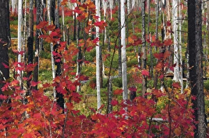 Burnt Prints: Autumn at the Santiam Pass, Oregon, USA