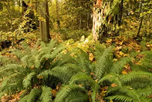 Autumn in Stanley Park, British Columbia