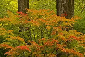Strolling Garden Prints: Autumn; strolling garden; Portalnd Japanese Garden; Portland; Oregon; USA