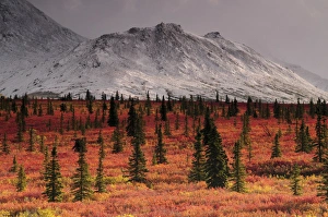 Images Dated 28th August 2012: Autumn on the Taiga; Denali National Park; Alaska; USA