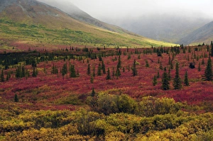 Autumn on the Taiga; Denali National Park; Alaska; USA