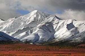 Images Dated 28th August 2012: Autumn on the Taiga; Denali National Park; Alaska; USA
