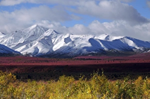 Images Dated 28th August 2012: Autumn on the Taiga; Denali National Park; Alaska; USA