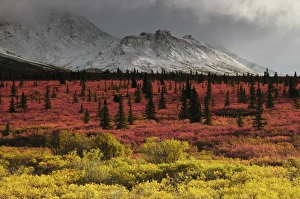 Images Dated 28th August 2012: Autumn on the Taiga; Denali National Park; Alaska; USA