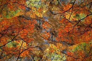 Wendykaveney Prints: Autumn tree abstract