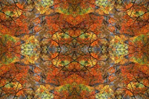 Autumn tree abstract