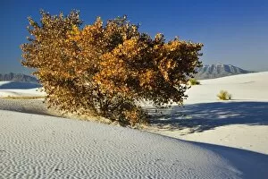 Images Dated 19th November 2006: Autumn tree among dunes, White Sands National Monument, New Mexico