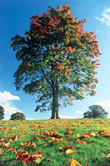 England Prints: Autumn tree, Lake District, England, UK
