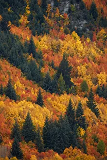 Central Otago Prints: Autumn trees, Arrowtown, near Queenstown, Otago, South Island, New Zealand