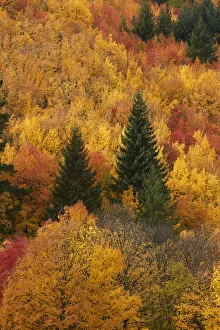 Images Dated 26th April 2018: Autumn trees, Arrowtown, near Queenstown, Otago, South Island, New Zealand